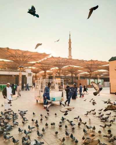 Pigeons fly and gather in Medina Haram Piazza, Saudi Arabia at sunrise with a minaret in view.